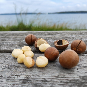                                        Ristet macadamian&oslash;dder med og uden skal
